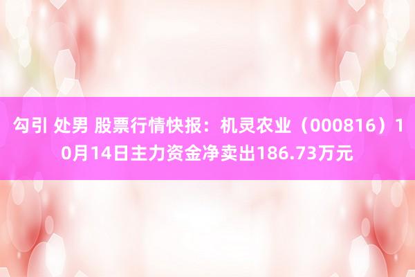 勾引 处男 股票行情快报：机灵农业（000816）10月14日主力资金净卖出186.73万元